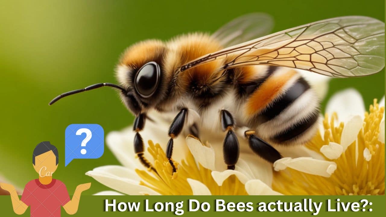 How Long Do Bees Live? Factors Affecting Bee Lifespan 2024